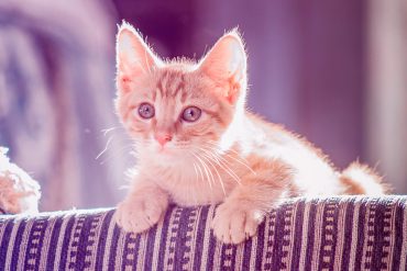 Add a title or slogan